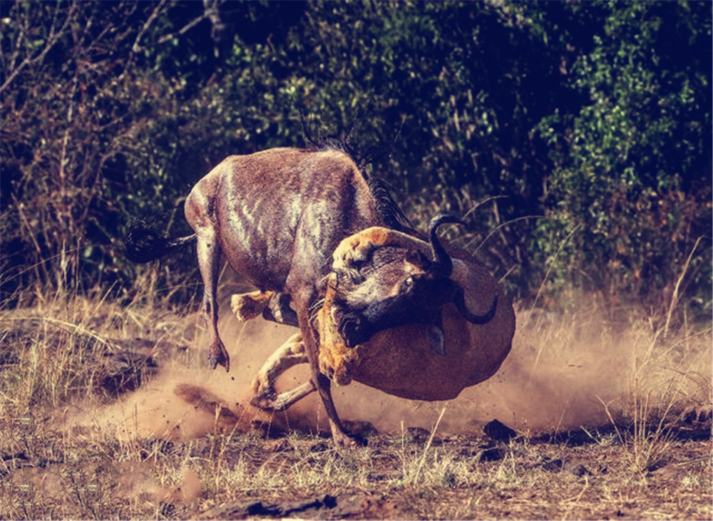 卡迪夫城客场奋力抗争,收获宝贵一分的简单介绍 卡迪夫城客场奋力抗争,收获宝贵一分的简单介绍